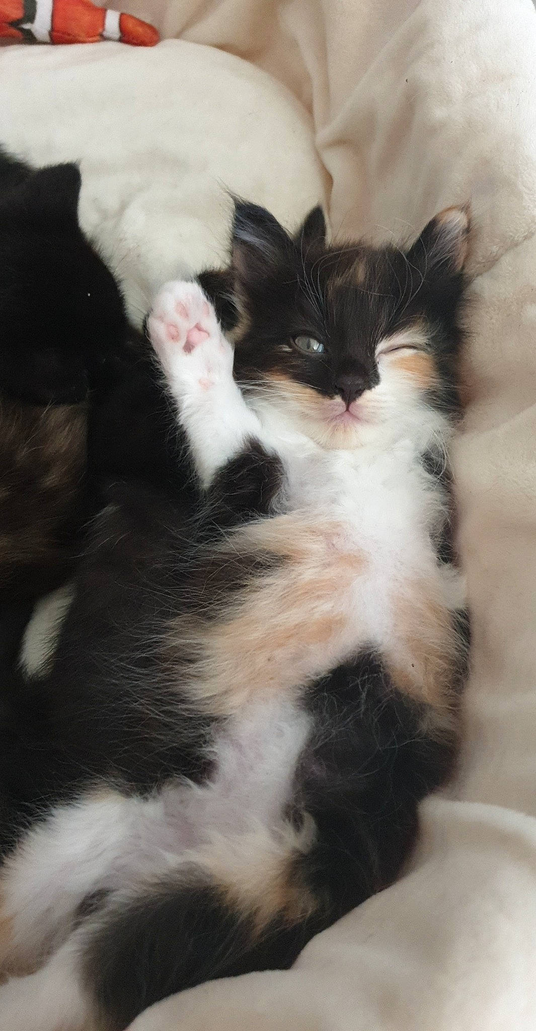 Rumba a rejoint le concours — aidez-le/la à gagner de superbes lots ! american_wirehair, black_and_white, carnivore, cat, claw, domestic_long_haired_cat, ear, european_shorthair, felidae, fur, kitten, mammal, norwegian_forest_cat, paw, polydactyl_cat, small_to_medium_sized_cats, tail, whiskers