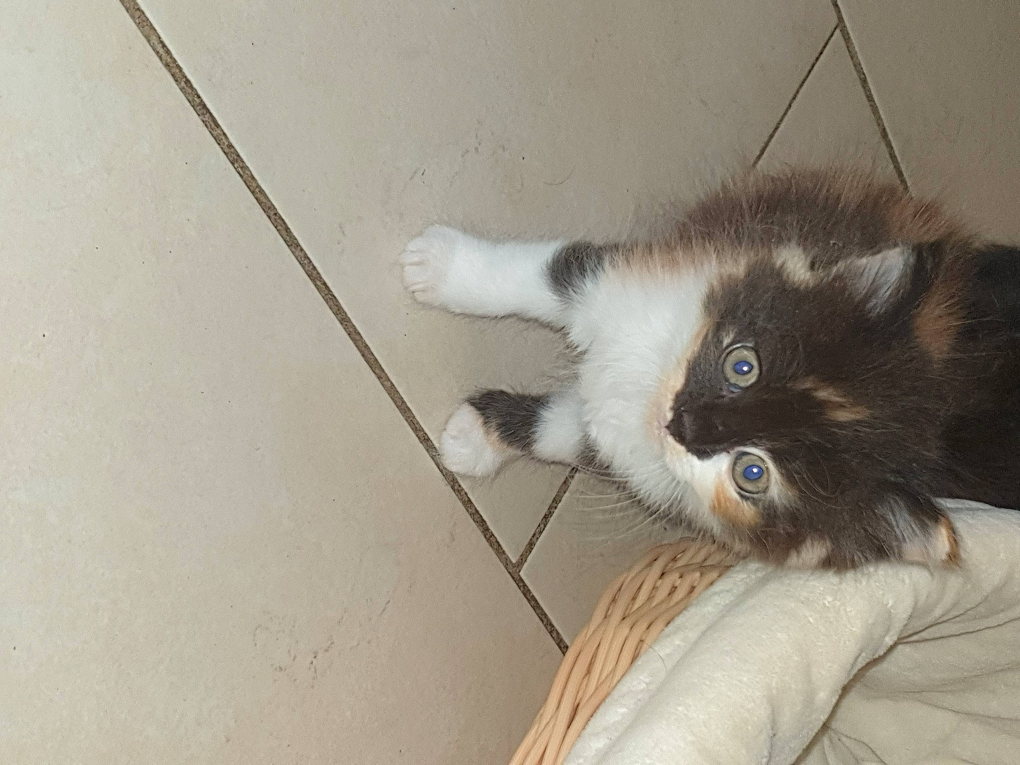 Rumba a rejoint le concours — aidez-le/la à gagner de superbes lots ! birman, canidae, carnivore, cat, dog_breed, domestic_long_haired_cat, eye, felidae, fur, himalayan, kitten, mammal, nose, persian, ragdoll, siamese, small_to_medium_sized_cats, tail, whiskers