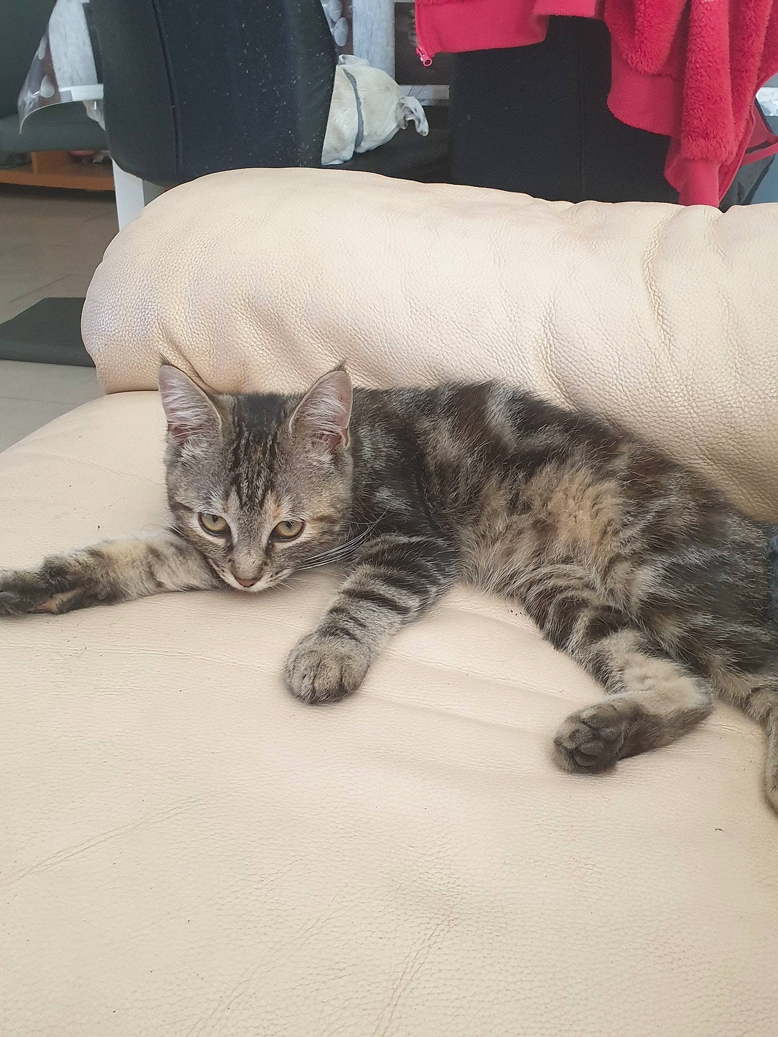 Ploum a rejoint le concours — aidez-le/la à gagner de superbes lots ! american_shorthair, asian, california_spangled, carnivore, cat, claw, domestic_short_haired_cat, dragon_li, european_shorthair, felidae, fur, kitten, leg, mammal, paw, pixie_bob, polydactyl_cat, small_to_medium_sized_cats, tabby_cat, whiskers