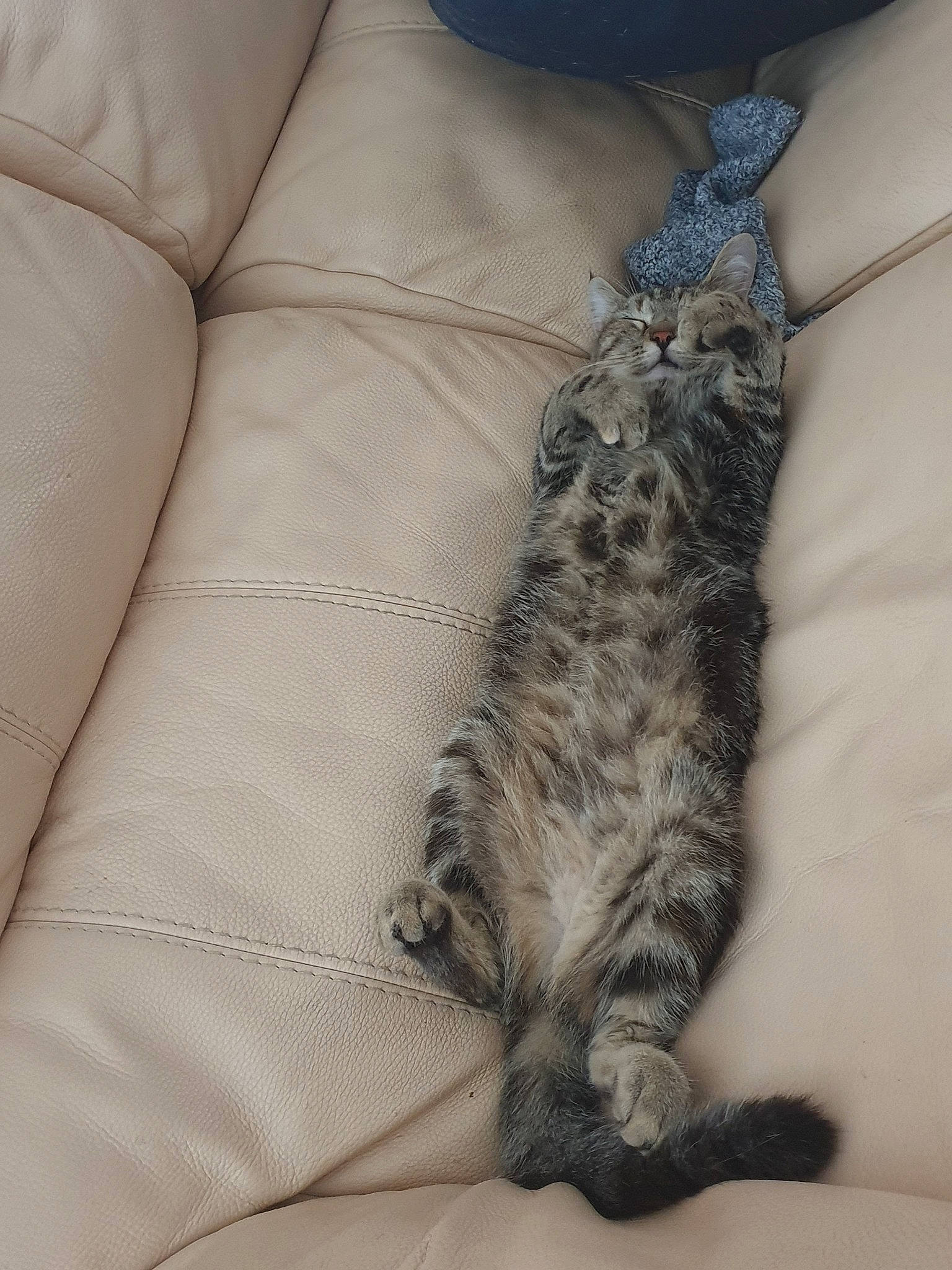 Ploum a rejoint le concours — aidez-le/la à gagner de superbes lots ! american_shorthair, asian, bengal, carnivore, cat, claw, domestic_short_haired_cat, dragon_li, egyptian_mau, european_shorthair, felidae, fur, kitten, leg, mammal, ocicat, small_to_medium_sized_cats, tabby_cat, tail, whiskers