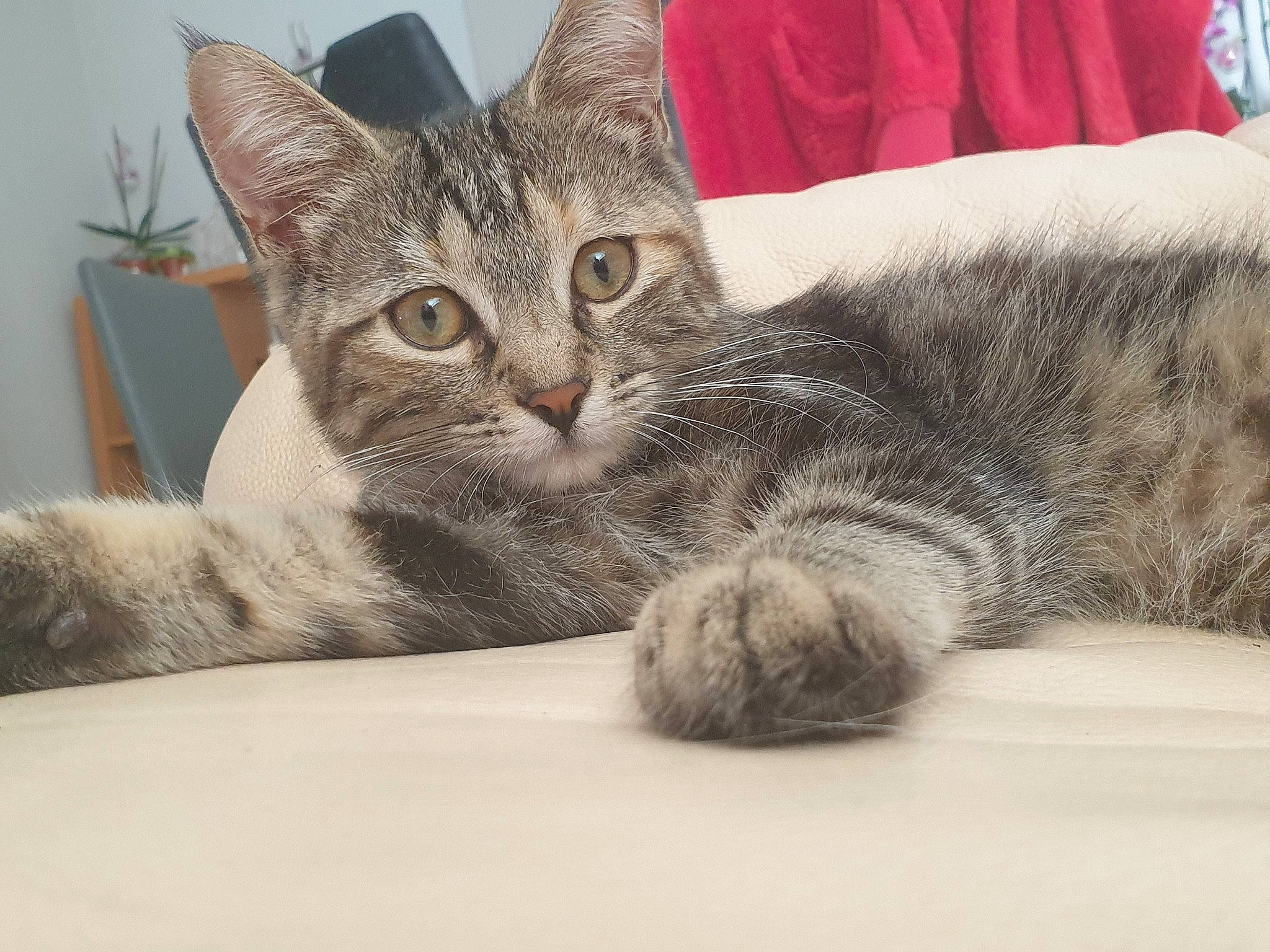 Ploum participe au concours pour gagner de l'argent avec cette photo : american_shorthair, asian, australian_mist, carnivore, cat, domestic_short_haired_cat, dragon_li, ear, european_shorthair, eye, felidae, fur, kitten, mammal, paw, pixie_bob, polydactyl_cat, small_to_medium_sized_cats, tabby_cat, whiskers