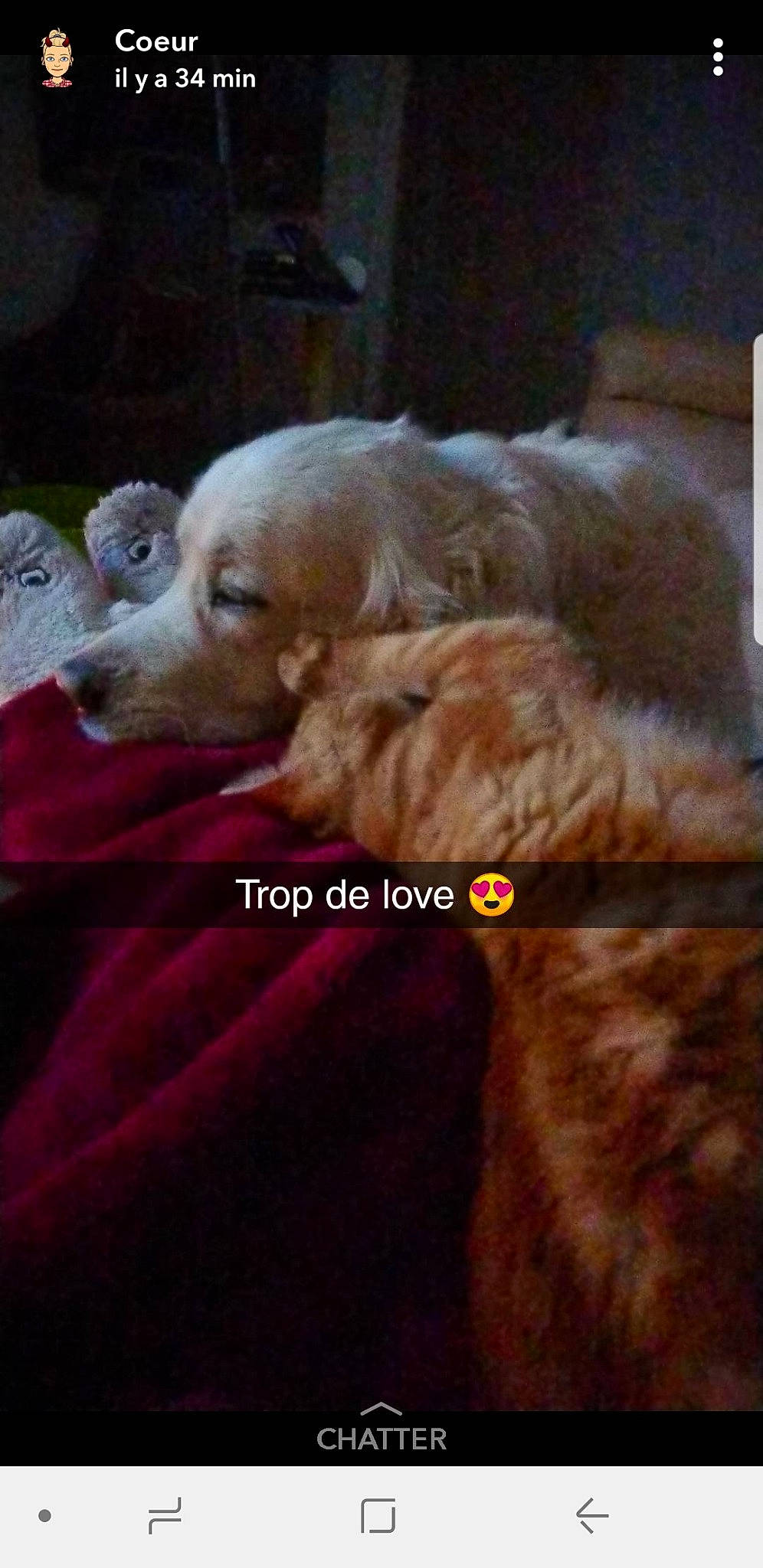 Loulou a rejoint le concours — aidez-le/la à gagner de superbes lots ! carnivoran, dog, dog_breed, dog_breed_group, dog_like_mammal, golden_retriever, mammal, organism, person, photo_caption, puppy_love, retriever, screenshot, snout, sporting_group, vertebrate, whiskers