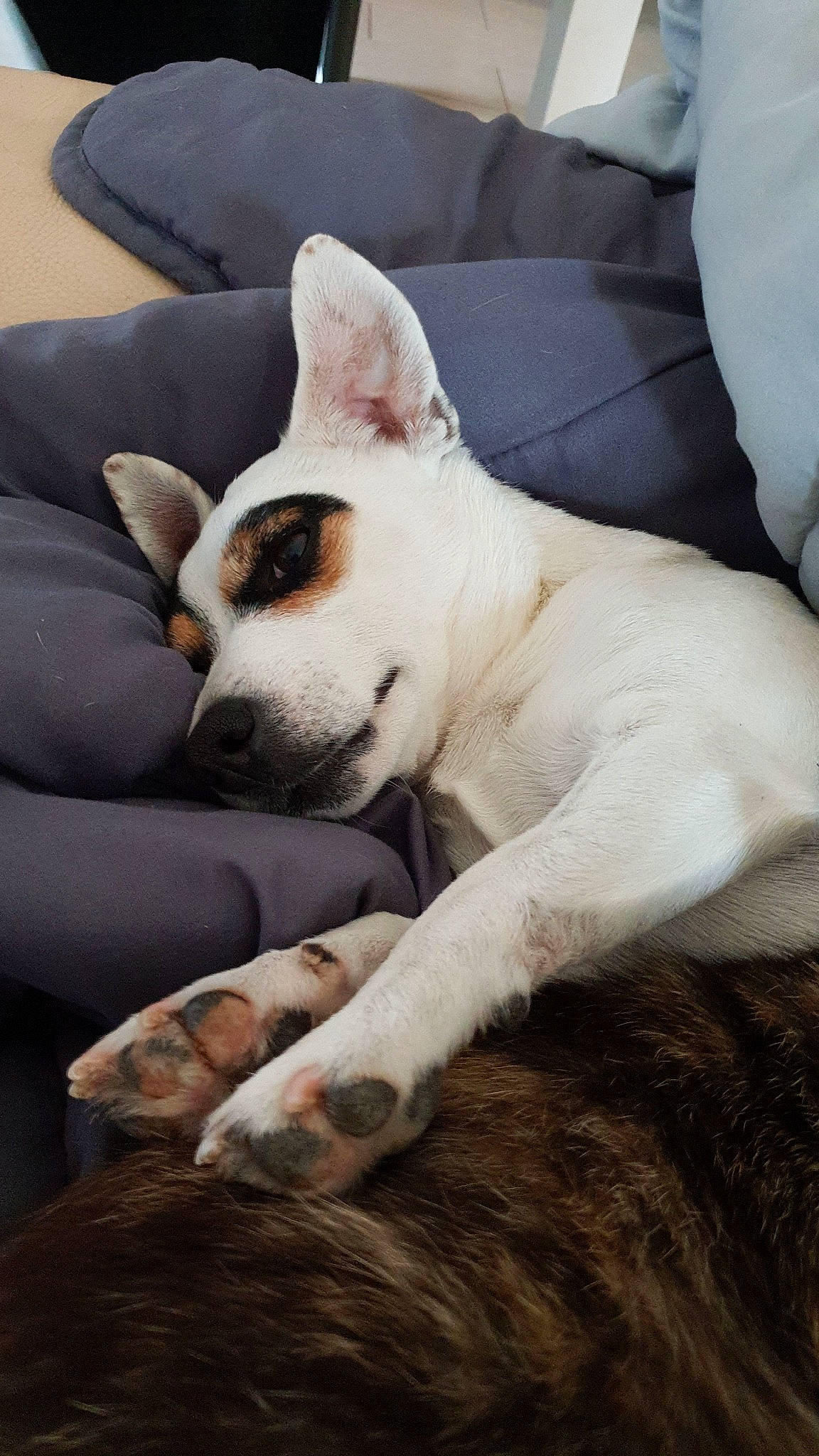 Gaufrette a rejoint le concours — aidez-le/la à gagner de superbes lots ! canidae, carnivore, cat, companion_dog, dog, dog_breed, ear, fawn, mammal, nap, non_sporting_group, paw, snout, tail, vertebrate, whiskers