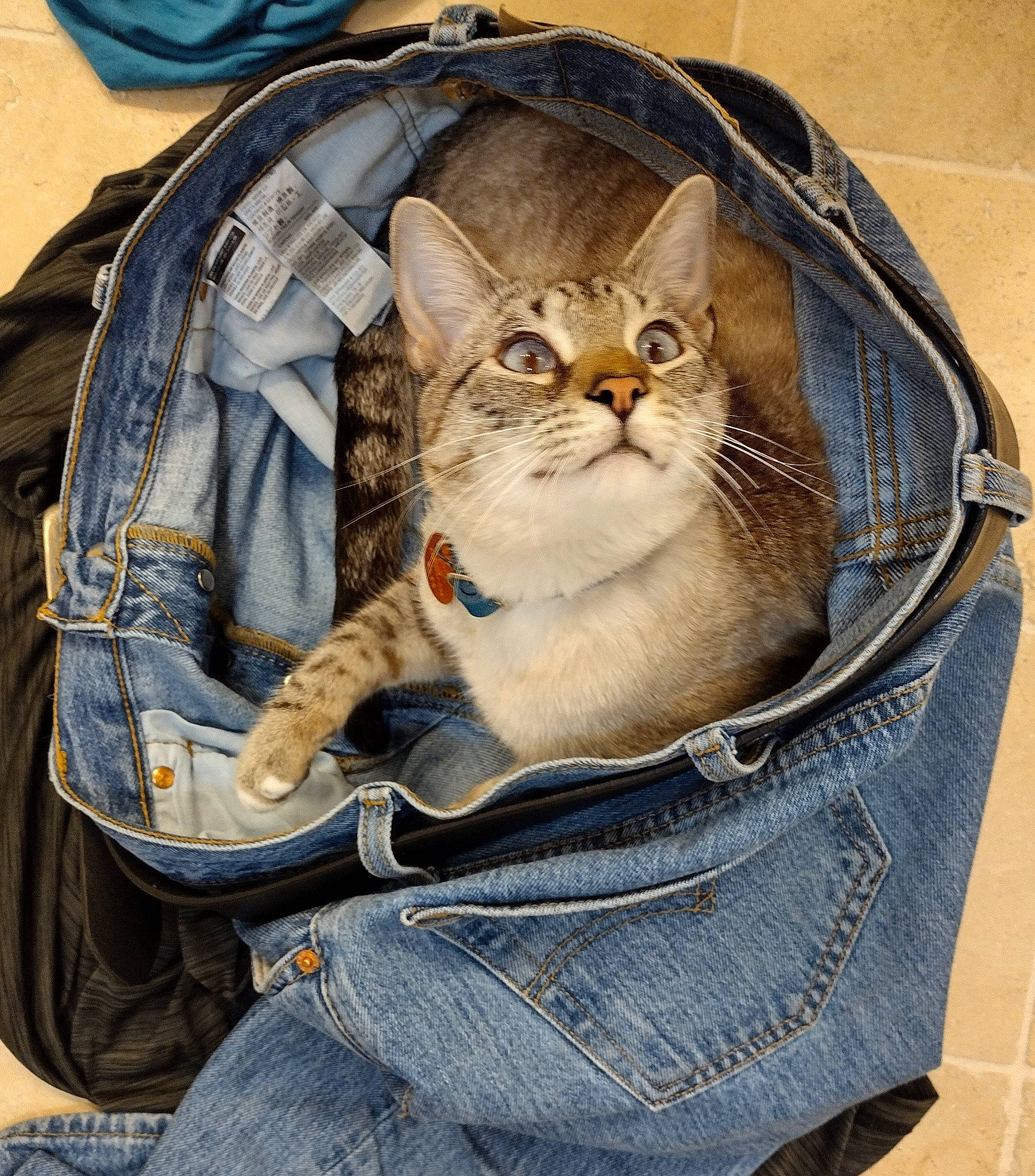 Dali joined the competition — help win amazing prizes! bag, baggage, basket, carnivore, cat, comfort, denim, domestic_short_haired_cat, electric_blue, eyewear, fashion_accessory, fawn, felidae, fur, glasses, luggage_and_bags, paper_bag, sitting, small_to_medium_sized_cats, whiskers