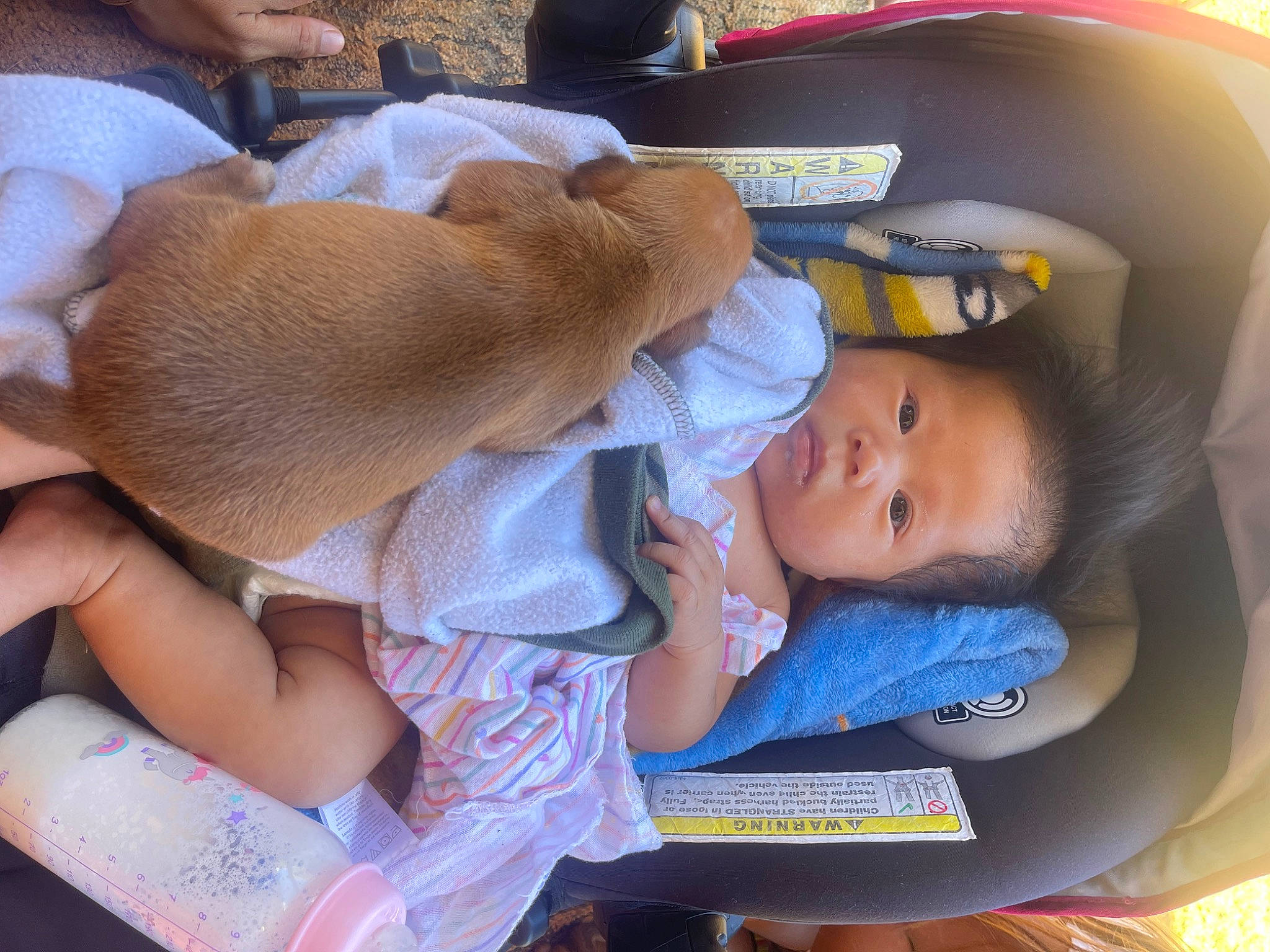 Kawena is registered to the contest to win money with this photo: baby, baby_carriage, baby_in_car_seat, baby_products, baby_safety, baby_sleeping, baby_toddler_clothing, car_seat, child, comfort, finger, lap, nail, nap, person, sitting, sleep, thigh, thumb, toddler