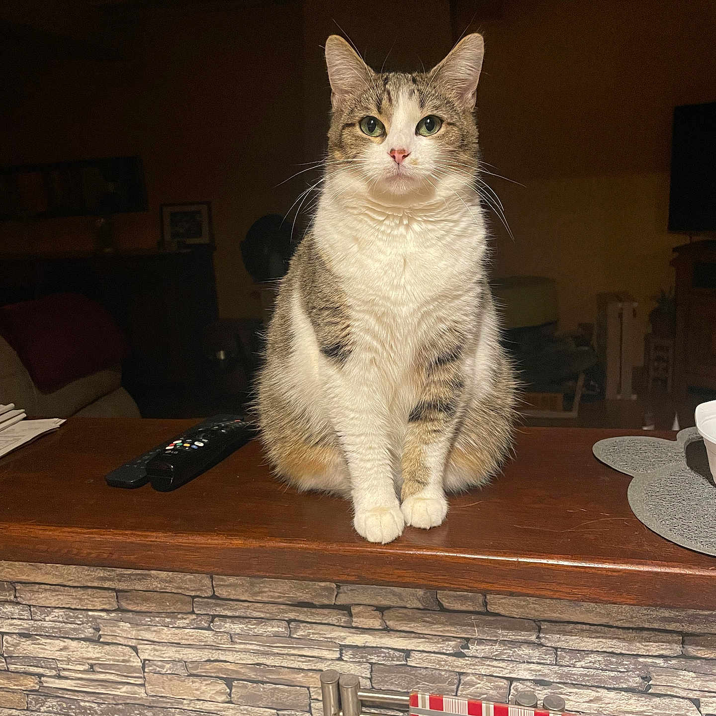 Sushy participe au concours pour gagner de l'argent avec cette photo : cat, tabby_cat, white_cat, indoor, wooden_counter, remote_control, living_room, furniture, dim_lighting, pet, animal, mammal, sitting, looking_at_camera, calm, cozy, home_interior, table, domestic_cat, fur