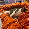 Sushy participe au concours pour gagner de l'argent avec cette photo : cat, sleeping, bed, blanket, orange, patterned, indoor, furniture, wardrobe, purple, blue, cozy, resting, pet, domestic, animal, relaxing, cute, home, comfort