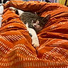 Sushy a rejoint le concours — aidez-le/la à gagner de superbes lots ! cat, sleeping, bed, blanket, orange, pattern, indoor, cozy, feline, resting, fur, whiskers, paw, comfort, relaxation, home, furniture, room, wardrobe, colorful