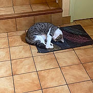Sushy participe au concours pour gagner de l'argent avec cette photo : cat, sleeping, mat, indoor, tile_floor, stairs, door, pet, animal, resting, fur, white_and_gray, curled_up, quiet, home, floor, cozy, domestic, relaxing, peaceful