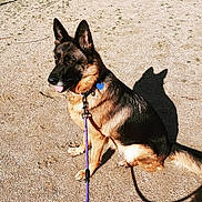 Mila a rejoint le concours — aidez-le/la à gagner de superbes lots ! dog, german_shepherd, sitting, leash, shadow, tongue_out, outdoor, sunlight, sand, pet, canine, collar, animal, alert, fur, ears, tag, obedient, playful, companion