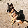 dog, german_shepherd, sitting, leash, shadow, tongue_out, outdoor, sunlight, sand, pet, canine, collar, animal, alert, fur, ears, tag, obedient, playful, companion