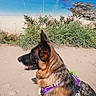 german_shepherd, dog, purple_harness, leash, beach, ocean, rocks, sand, grass, outdoor, nature, sky, water, canine, pet, animal, sunlight, scenic, coast, summer