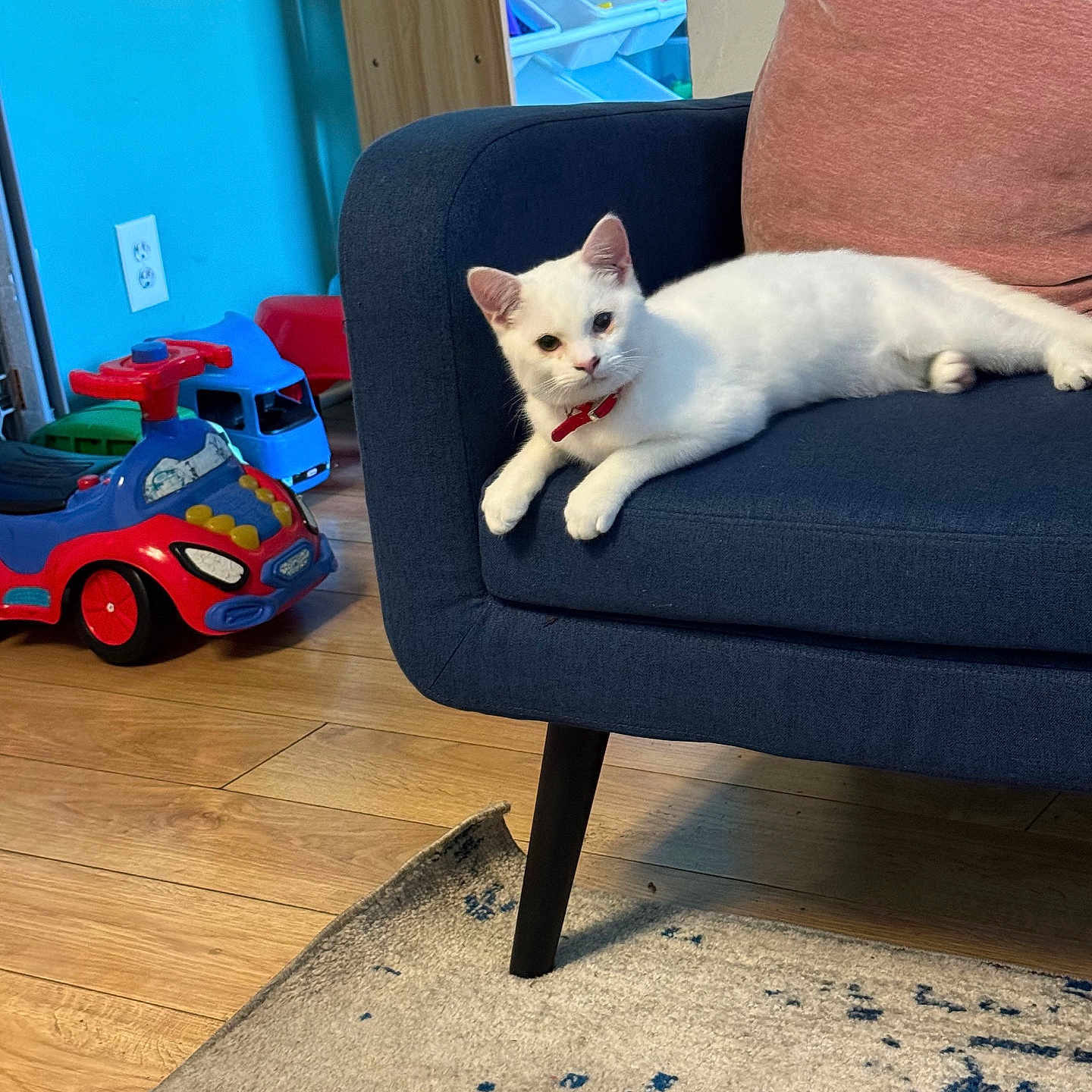 Coconut is registered to the contest to win money with this photo: animal, canine, car, cat, chair, chaise, couch, dog, furniture, indoors, interiordesign, kitten, machine, person, pet, sitting, transportation, vehicle, wheel, wood