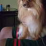 Mulan joined the competition — help win amazing prizes! dog, fluffy, golden_brown, pet, lap, person, shorts, green, red, text, indoor, table, can, jar, calm, sitting, furry, animal, companion, casual