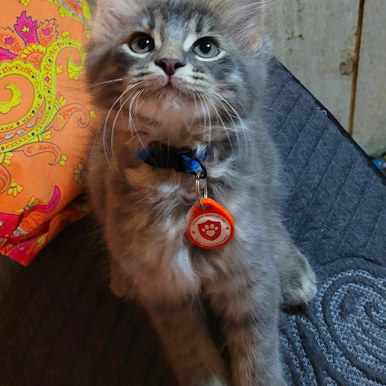 Coal joined the competition — help win amazing prizes! blue, close_up, collar, colorful, curious, cute, domestic_cat, fabric, feline, fluffy, gray_cat, indoor, kitten, orange, pet_tag, pink, sitting, texture, whiskers, young_cat