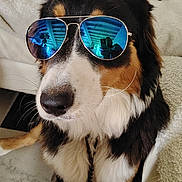 Ulys a rejoint le concours — aidez-le/la à gagner de superbes lots ! dog, sunglasses, indoor, couch, black_and_white, brown, fur, pet, reflection, aviator, nose, whiskers, seated, furniture, blanket, human_leg, black, white, brown_fur, cozy