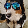 dog, sunglasses, indoor, couch, black_and_white, brown, fur, pet, reflection, aviator, nose, whiskers, seated, furniture, blanket, human_leg, black, white, brown_fur, cozy
