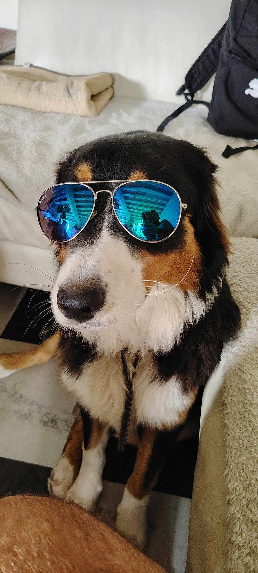 Ulys a rejoint le concours — aidez-le/la à gagner de superbes lots ! dog, sunglasses, indoor, couch, black_and_white, brown, fur, pet, reflection, aviator, nose, whiskers, seated, furniture, blanket, human_leg, black, white, brown_fur, cozy