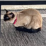 cat, siamese_cat, blue_eyes, pink_collar, sitting, indoor, rug, textured_rug, table, glass_table, feline, pet, animal, curious, resting, domestic_cat, side_view, fur, whiskers, shadow