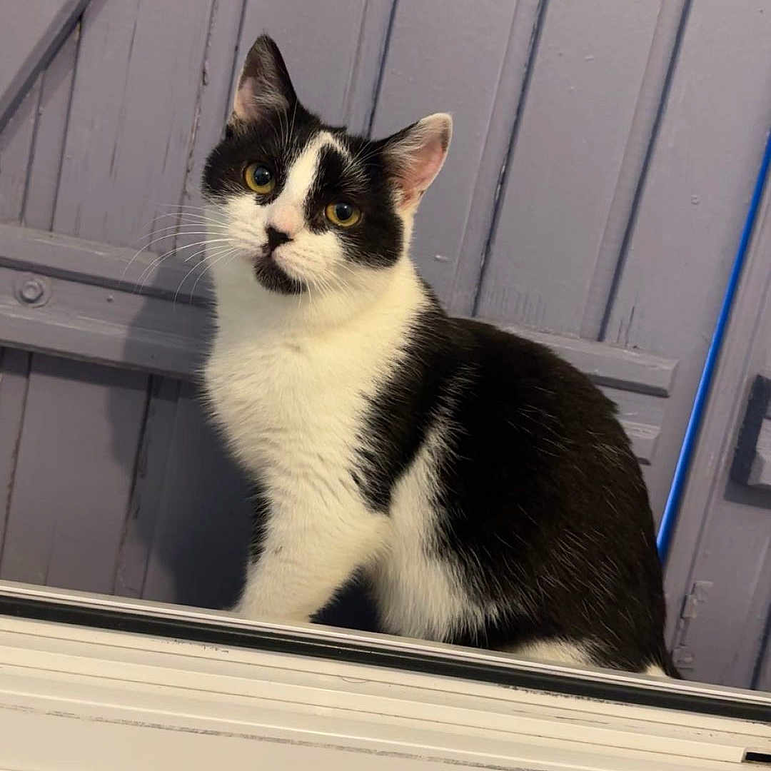 Iris participe au concours pour gagner de l'argent avec cette photo : alert, animal, black_and_white, cat, close_up, curious, cute, domestic_cat, ears, feline, fur, household, indoor, looking, pet, portrait, sitting, whiskers, window_ledge, wooden_door