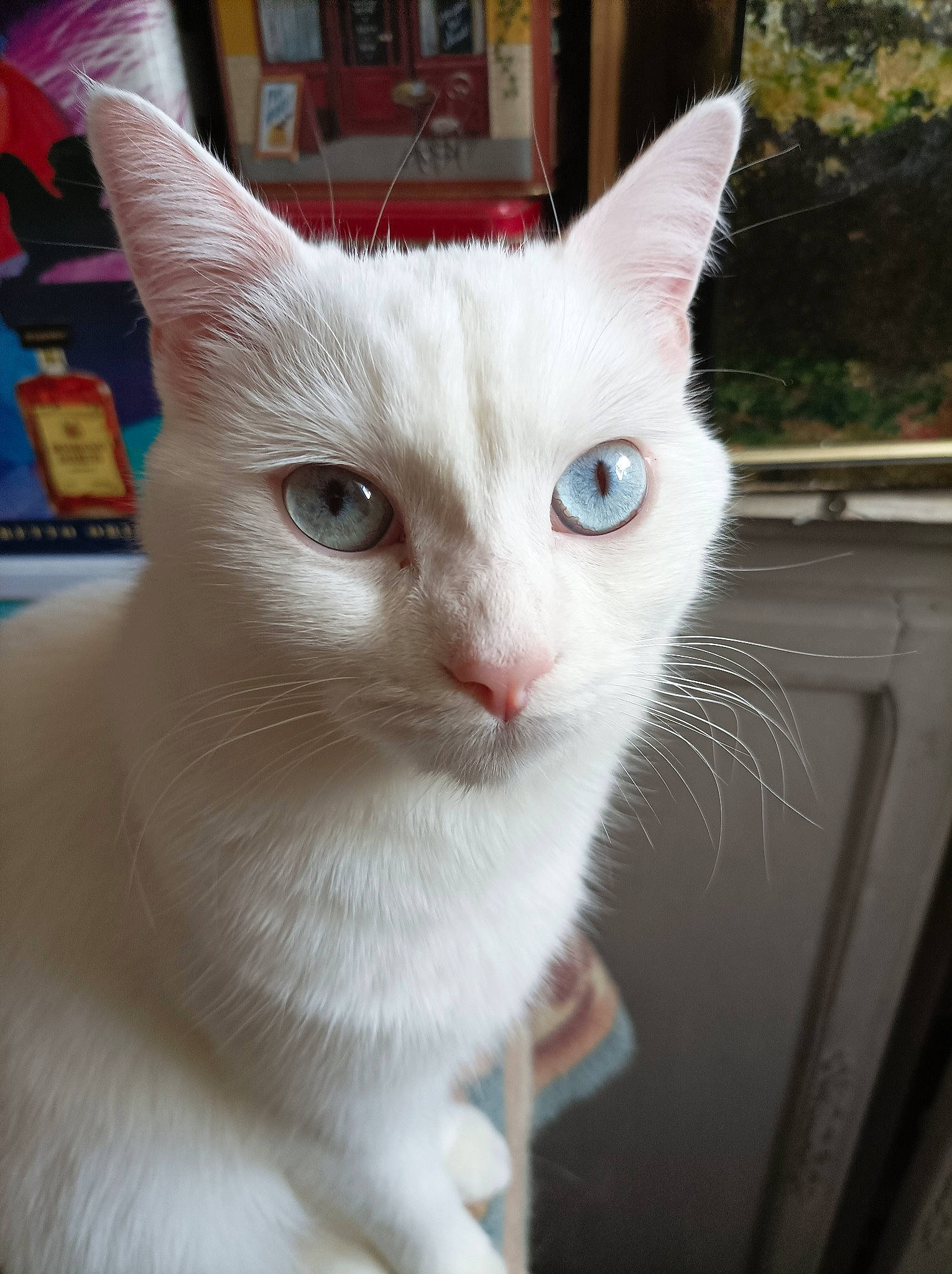 Bibounette participe au concours pour gagner de l'argent avec cette photo : carnivore, cat, cat_furniture, collar, domestic_short_haired_cat, eye, fawn, felidae, fur, paw, plant, small_to_medium_sized_cats, snout, tail, whiskers