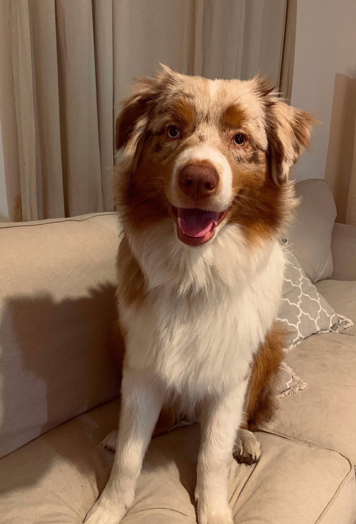 Pavel a rejoint le concours — aidez-le/la à gagner de superbes lots ! aidi, australian_collie, australian_shepherd, basque_shepherd_dog, border_collie, canidae, carnivore, companion_dog, dog, dog_breed, fawn, herding_dog, mammal, miniature_australian_shepherd, rare_breed_dog, small_greek_domestic_dog, sporting_group, vertebrate, working_dog