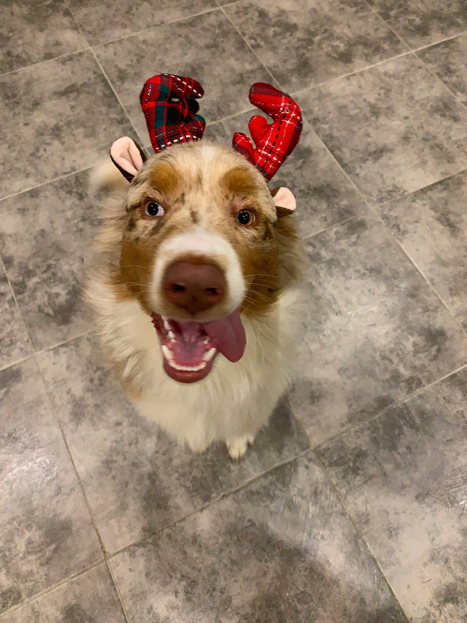 Pavel a rejoint le concours — aidez-le/la à gagner de superbes lots ! australian_shepherd, canidae, cardigan_welsh_corgi, carnivore, companion_dog, dog, dog_breed, fawn, fur, mammal, pembroke_welsh_corgi, snout
