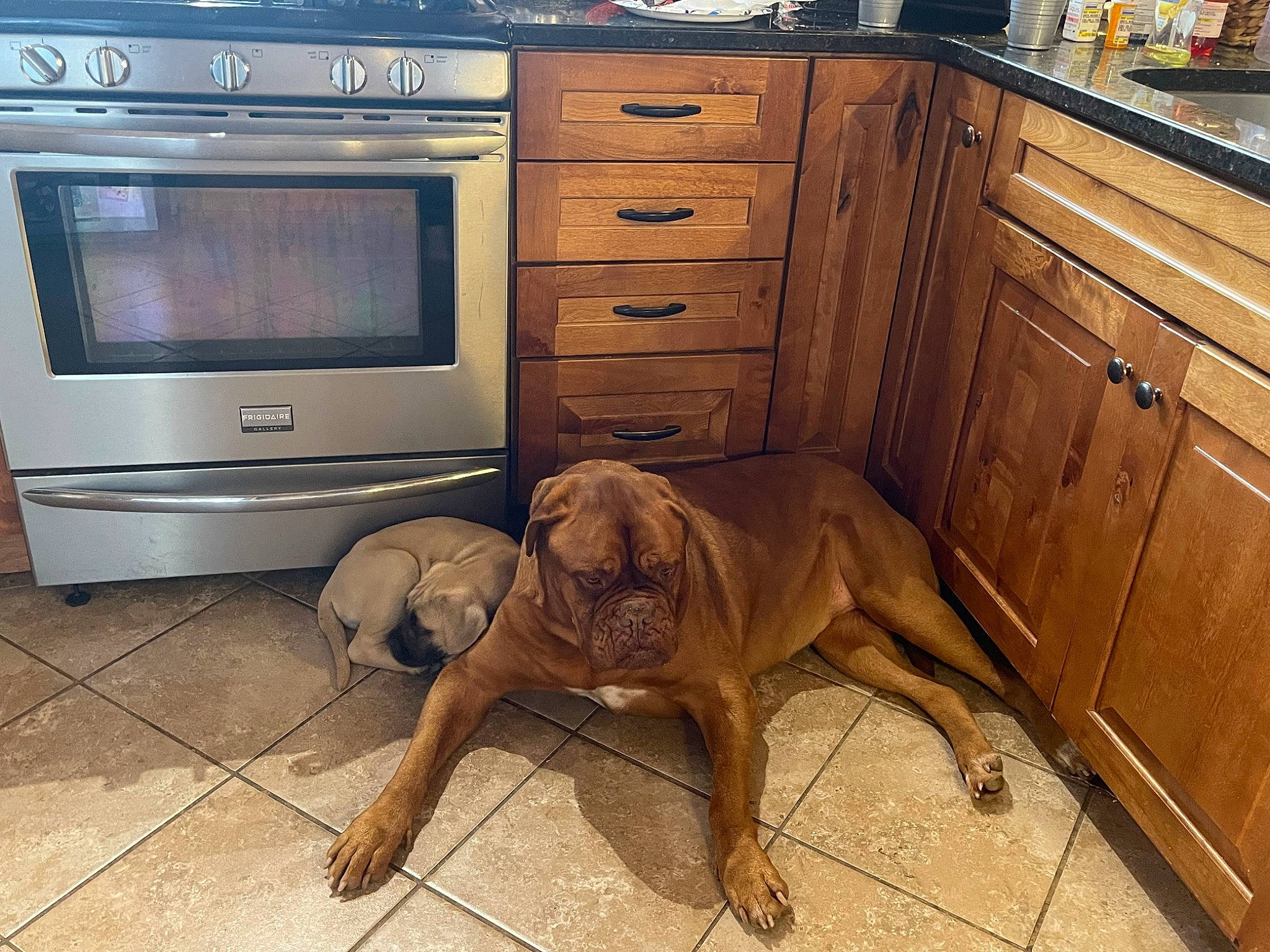 Mia is registered to the contest to win money with this photo: cabinetry, carnivore, chair, chest_of_drawers, companion_dog, cupboard, dog, dog_breed, drawer, dresser, fawn, floor, flooring, hardwood, home_appliance, liver, snout, wood, wood_stain, working_animal