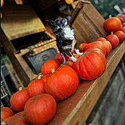Odelya participe au concours pour gagner de l'argent avec cette photo : animal, canine, cat, countryside, dog, farm, food, harvest, nature, pet, plant, plywood, produce, pumpkin, puppy, sphere, squash, terrier, vegetable, wood