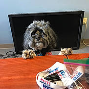 Lola joined the competition — help win amazing prizes! dog, curly_fur, table, paws, lanyard, keys, plastic_bag, television, electrical_outlet, cable, indoor, wooden_table, black_screen, light_blue_wall, pet, curious, fur, desk, room, office