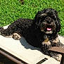 dog, curly_hair, black_dog, tongue_out, outdoor, grass, lounge_chair, relaxed, sunlight, pet, animal, canine, happy, summer, shade, collar, tag, resting, nature, paw