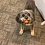 Lola is registered to the contest to win money with this photo: dog, pet, ball, carpet, indoor, playful, looking_up, animal, fur, cute, domestic_animal, toy, standing, small_dog, brown, gray, white, ears, floor, household