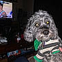 Lola is registered to the contest to win money with this photo: dog, indoor, living_room, flash, striped_shirt, gray_fur, board_games, tv_screen, remote_control, table, couch, pet, cute, cozy, hand, carpet, game_shelf, basketball_game, glowing_eyes, portrait