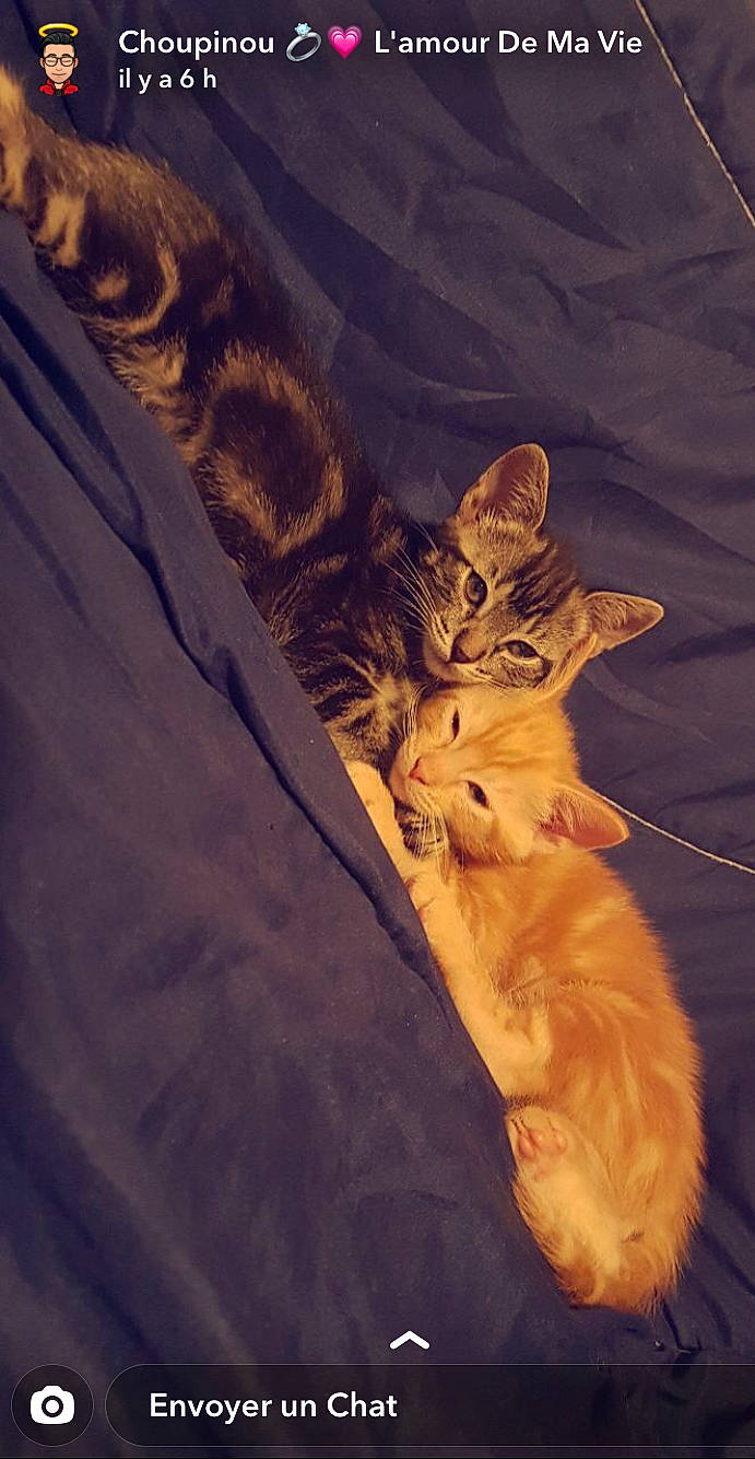 Chanel a rejoint le concours — aidez-le/la à gagner de superbes lots ! carnivore, cat, chausie, domestic_short_haired_cat, dragon_li, egyptian_mau, european_shorthair, fawn, felidae, fur, kitten, mammal, ocicat, pixie_bob, small_to_medium_sized_cats, sokoke, tabby_cat, tail, toyger, whiskers