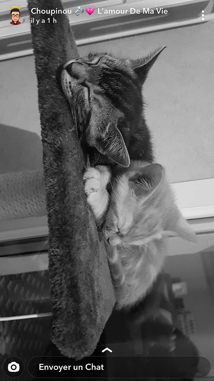 Chanel participe au concours pour gagner de l'argent avec cette photo : asian, black_and_white, carnivore, cat, domestic_short_haired_cat, ear, felidae, fur, kitten, monochrome, photography, polydactyl_cat, small_to_medium_sized_cats, snapshot, style, tabby_cat, whiskers