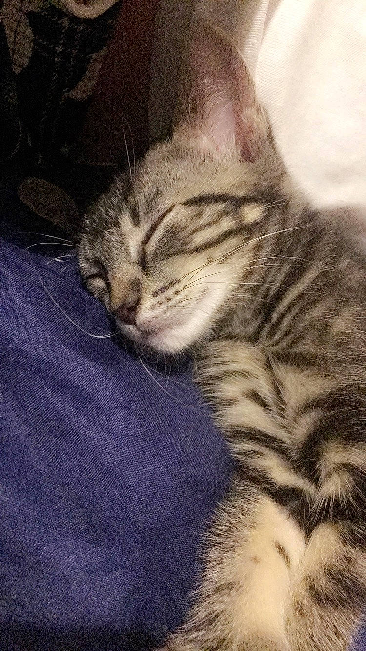 Chanel participe au concours pour gagner de l'argent avec cette photo : american_shorthair, american_wirehair, asian, california_spangled, carnivore, cat, domestic_short_haired_cat, dragon_li, egyptian_mau, european_shorthair, felidae, fur, kitten, mammal, nap, pixie_bob, small_to_medium_sized_cats, snout, tabby_cat, whiskers