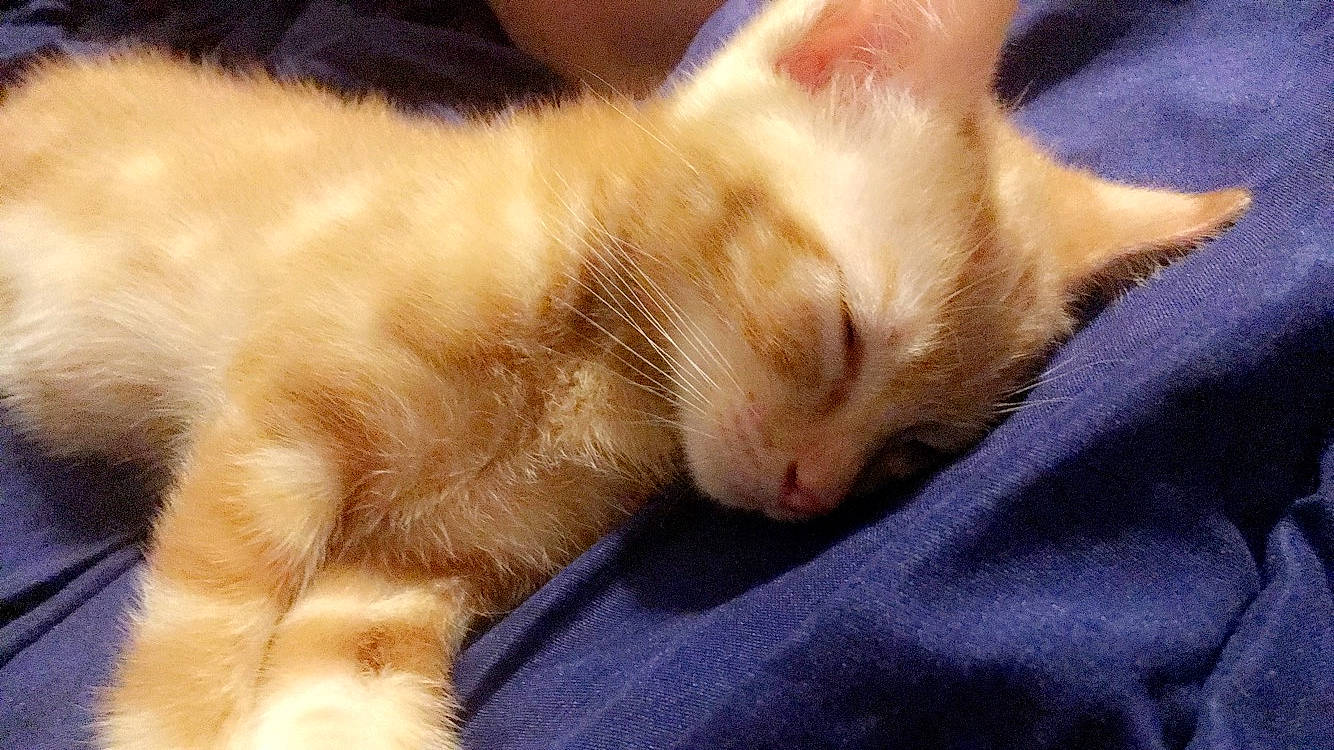 Myllo a rejoint le concours — aidez-le/la à gagner de superbes lots ! asian, carnivore, cat, claw, colorpoint_shorthair, fawn, felidae, fur, german_rex, javanese, kitten, mammal, nap, ojos_azules, paw, polydactyl_cat, skin, small_to_medium_sized_cats, snout, whiskers