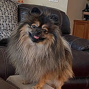 Teddy joined the competition — help win amazing prizes! brown_fur, carpet, couch, cushion, decorations, dog, fluffy, ghost, halloween, happy, indoor, light_switch, living_room, pet_stairs, pomeranian, pumpkin, shelf, tongue_out, wall, wood_floor