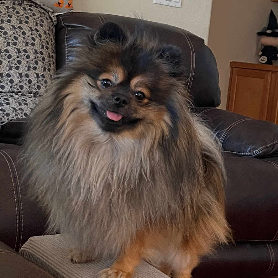 Teddy