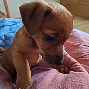 Orion a rejoint le concours — aidez-le/la à gagner de superbes lots ! animal, bedroom, blanket, brown, closeup, comfort, cozy, curious, cute, dog, ears, furniture, indoor, looking_down, paw, pet, puppy, soft, wooden_furniture, young