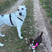 Philou a rejoint le concours — aidez-le/la à gagner de superbes lots ! animal, brown_dog, canine, curious, dirt_path, dog, grass, large_dog, leash, nature, outdoor, pets, pink_harness, playing, puppy, small_dog, summer, two_dogs, walking, white_dog