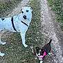 animal, brown_dog, canine, curious, dirt_path, dog, grass, large_dog, leash, nature, outdoor, pets, pink_harness, playing, puppy, small_dog, summer, two_dogs, walking, white_dog