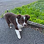 puppy, dog, brown, white, walking, pavement, grass, outdoor, sidewalk, curious, young, pet, animal, nature, daylight, closeup, small, cute, canine, fur