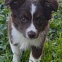puppy, dog, grass, outdoor, animal, pet, brown, white, fur, ears, eyes, nature, young, cute, walking, canine, adorable, playful, closeup, exploring