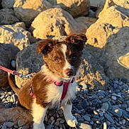 Arya a rejoint le concours — aidez-le/la à gagner de superbes lots ! puppy, dog, brown, white, harness, pink, rocks, pebbles, outdoor, sunlight, pet, animal, cute, young, leash, nature, portrait, fur, small, playful