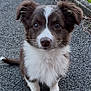 puppy, dog, brown_and_white, sitting, asphalt, outdoor, grass, curb, cute, pet, animal, young, fur, ears, tail, closeup, road, nature, adorable, eyes