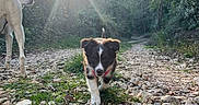 Arya a rejoint le concours — aidez-le/la à gagner de superbes lots ! animal, canine, curious, daylight, dog, forest, grass, leaves, nature, outdoor, path, pet, playful, puppy, rocks, sunflare, sunlight, trail, trees, walking
