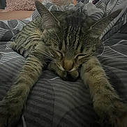 Ruby a rejoint le concours — aidez-le/la à gagner de superbes lots ! cat, tabby, sleeping, bed, blanket, person, indoor, resting, feline, striped, cozy, paws, fur, relaxed, comfort, home, pattern, animal, cute, pet