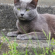 Lucy G Fur is registered to the contest to win money with this photo: cat, grey_cat, green_eyes, concrete, steps, outdoor, grass, plants, wildflowers, feline, resting, animal, nature, closeup, portrait, pet, whiskers, ears, paw, relaxed