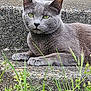 cat, grey_cat, green_eyes, concrete, steps, outdoor, grass, plants, wildflowers, feline, resting, animal, nature, closeup, portrait, pet, whiskers, ears, paw, relaxed